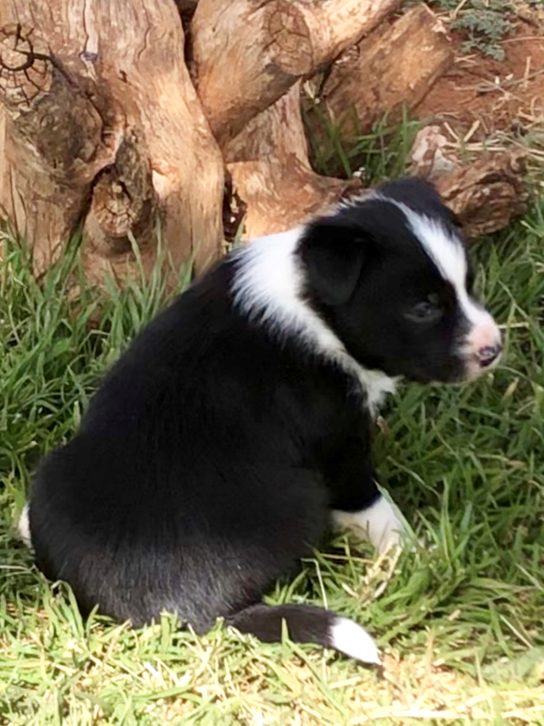Female Pup 3